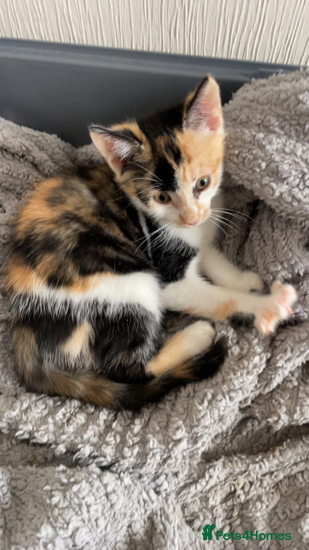 Mixed Breed cats for sale: Beautiful CALICO KITTEN AVAILABLE IMMEDIATELY  - Advert 2