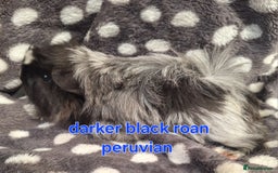 Guinea Pig rodents for sale: Baby male peruvian guinea pigs  - Image 3