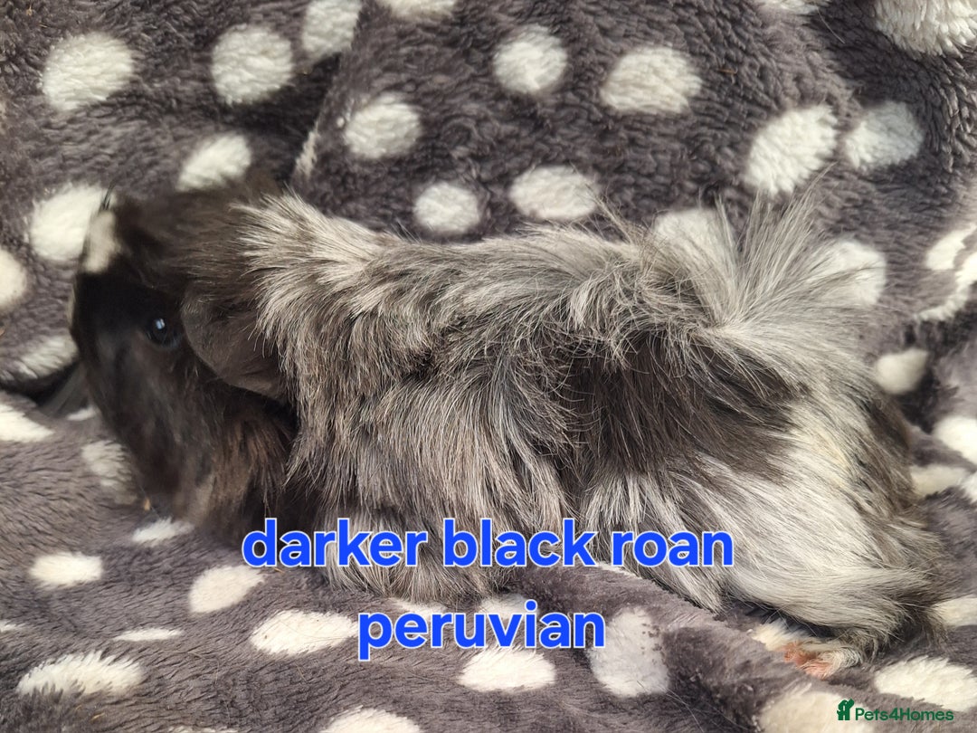 Guinea Pig rodents for sale: Baby male peruvian guinea pigs  - Image 3