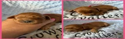 Cavapoo dogs for sale: F1 RED CAVAPOOS HEALTH TESTED KC PARENTS LICENSED  - Advert 11