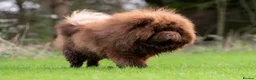 Chow Chow dogs for stud: Outstanding Chocolate kc Reg Stud Boy in Pontefract - Advert 3