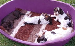 Cocker Spaniel dogs for sale: Working cocker spaniel pups  - Image 4