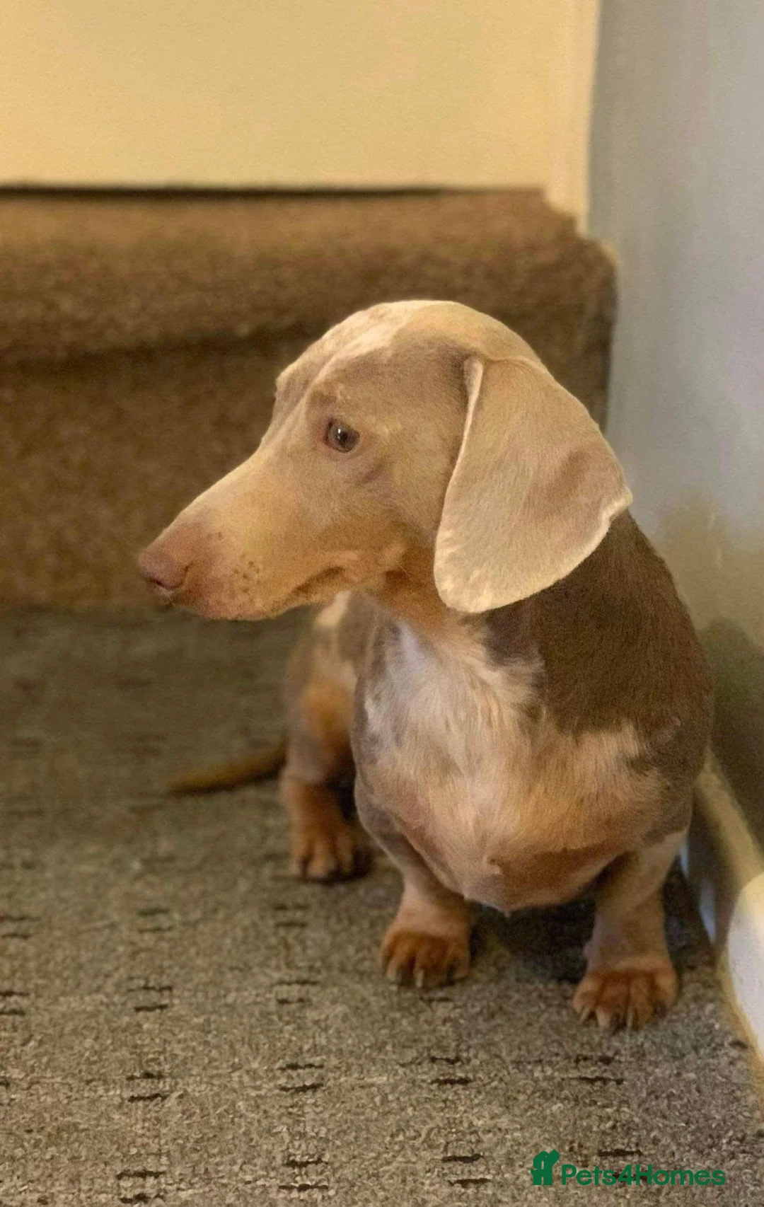 Miniature Dachshund dogs for sale: Miniature dachshund boys and girls  - Advert 19