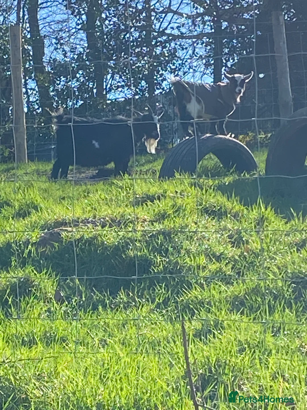 Goats livestock for sale: Twin Boy  Pygmy Goats  - Advert 13