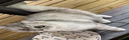 Persian cats for sale: ✨ Cute Persian kitten ✨ - Advert 4
