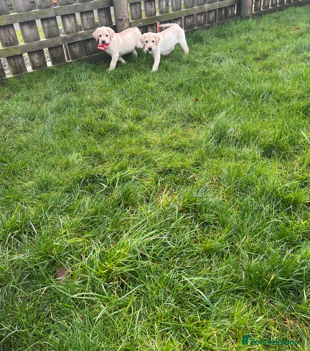 Labrador Retriever dogs for sale: Extensively health tested white chunky Labradors  - Advert 16