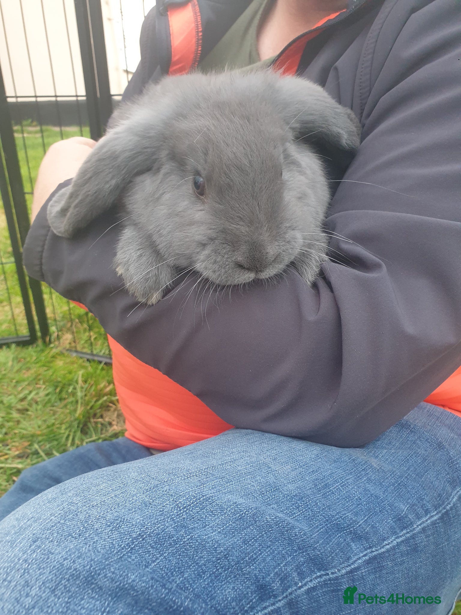 French Lop rabbits Beautiful Grey French Lops - Advert 1