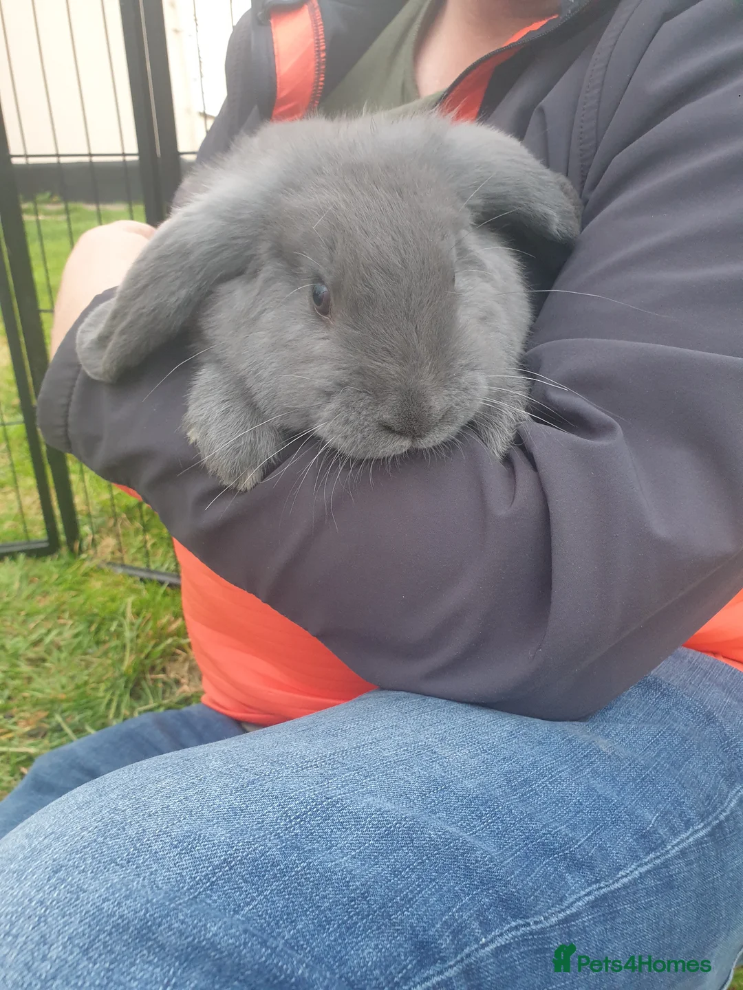 French Lop rabbits for sale: Beautiful Grey French Lops in Woodbridge - Advert 1
