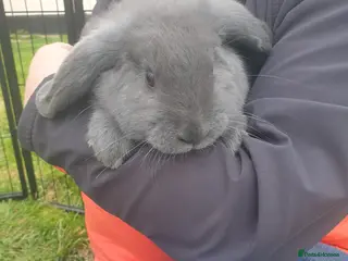 French Lop rabbits Beautiful Grey French Lops - Advert 1