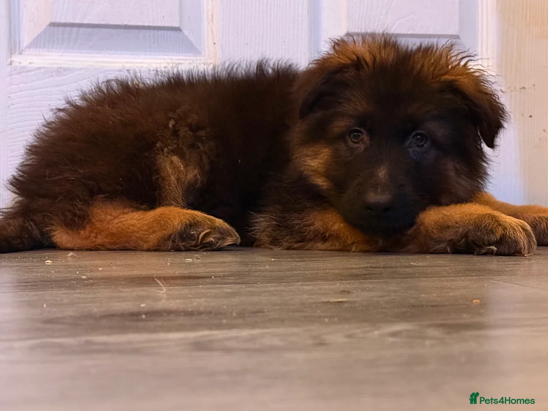 German Shepherd dogs for sale: Kc Registered Long Haired German Shepherd Puppies - Advert 34