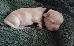 Cockapoo dogs for sale: READY NOW 5* F2B Apricot Merle Cockapoos - Image 27