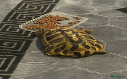 Tortoise reptiles for sale: Horsefield tortoise - Image 2
