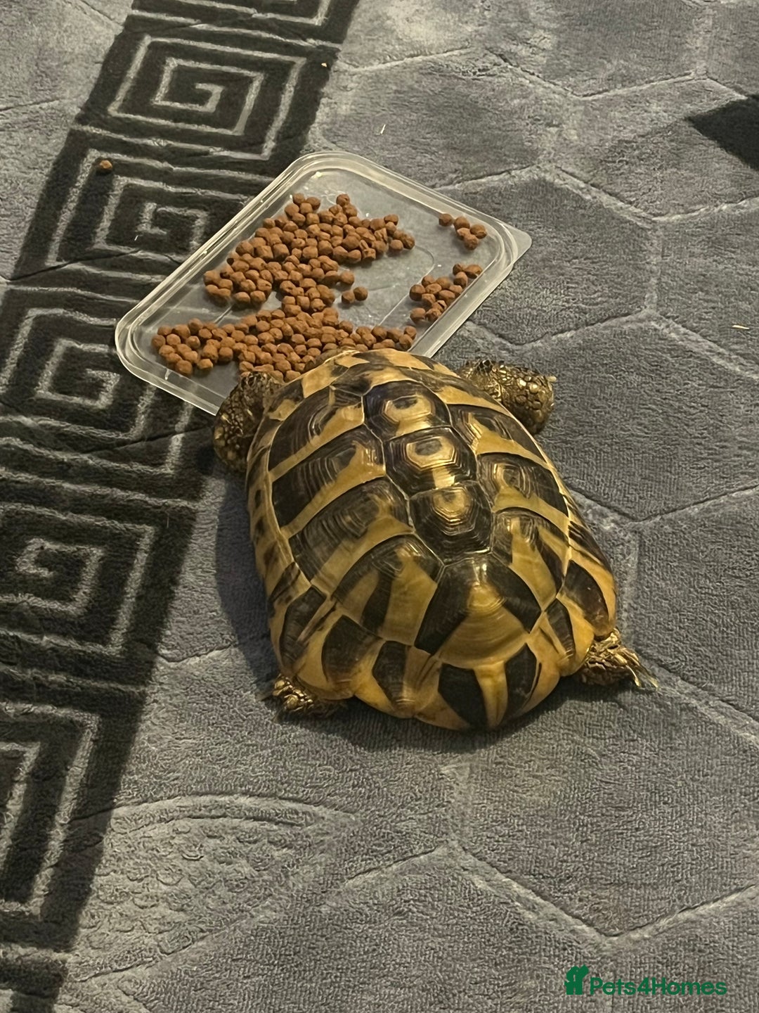 Tortoise reptiles for sale: Horsefield tortoise - Image 2