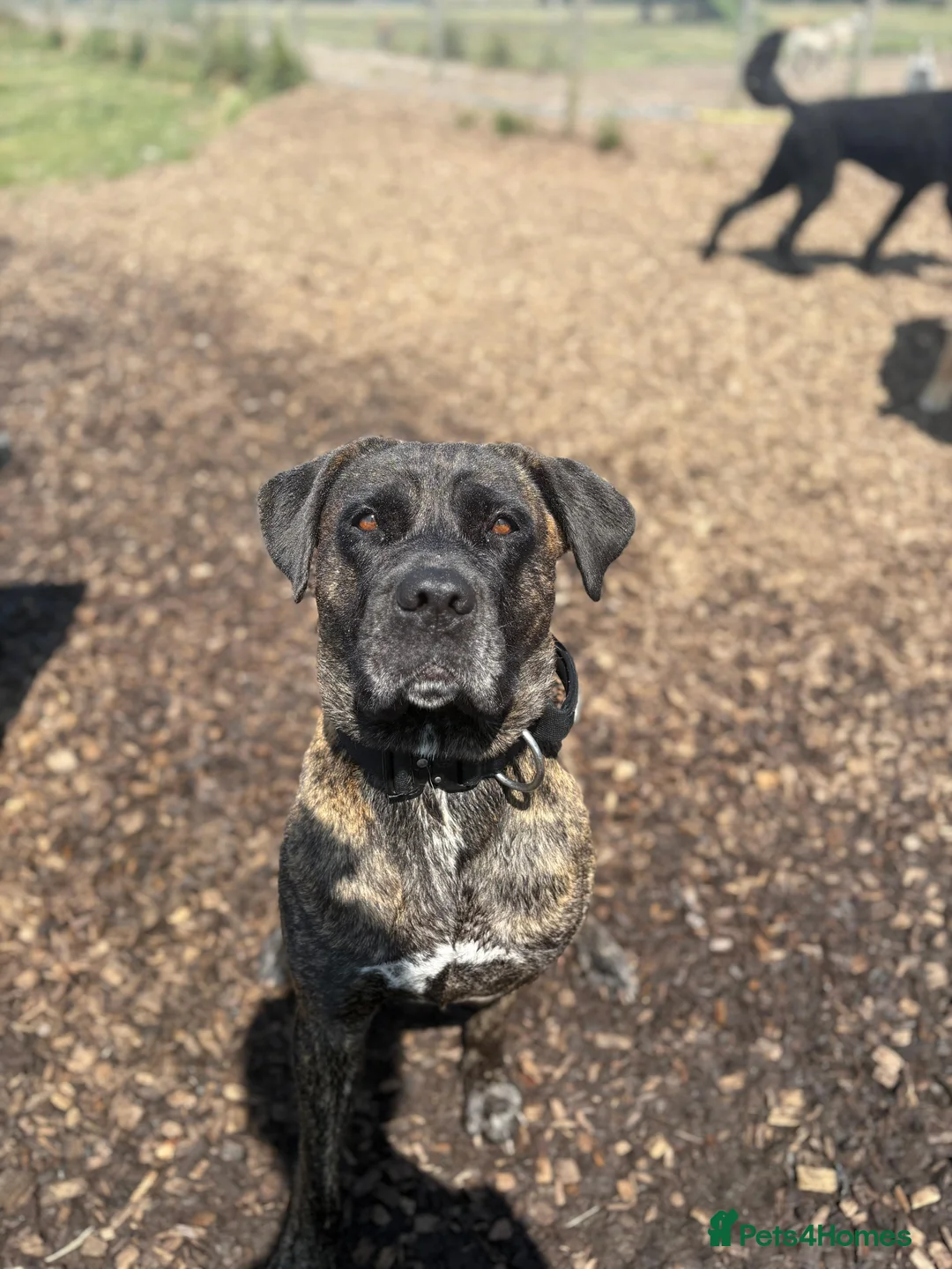 Mixed Breed dogs for sale: Stunning litter of 7 Presa Canario X Bandog - Advert 2