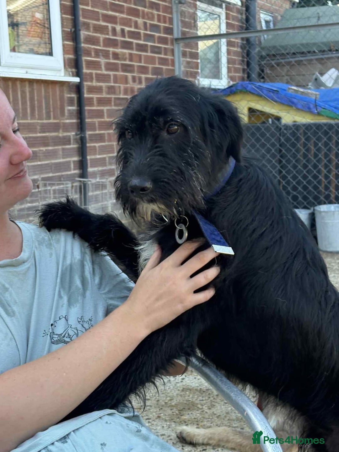 Mixed Breed dogs for adoption: Micky - Norwich Norfolk  - Image 14
