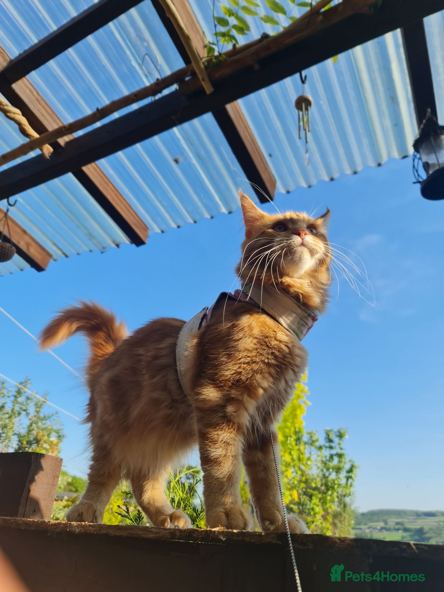 Maine Coon cats (Hestia) Female main coon  - Advert 2