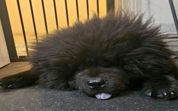 Chow Chow dogs for sale: My big lion  - Image 2