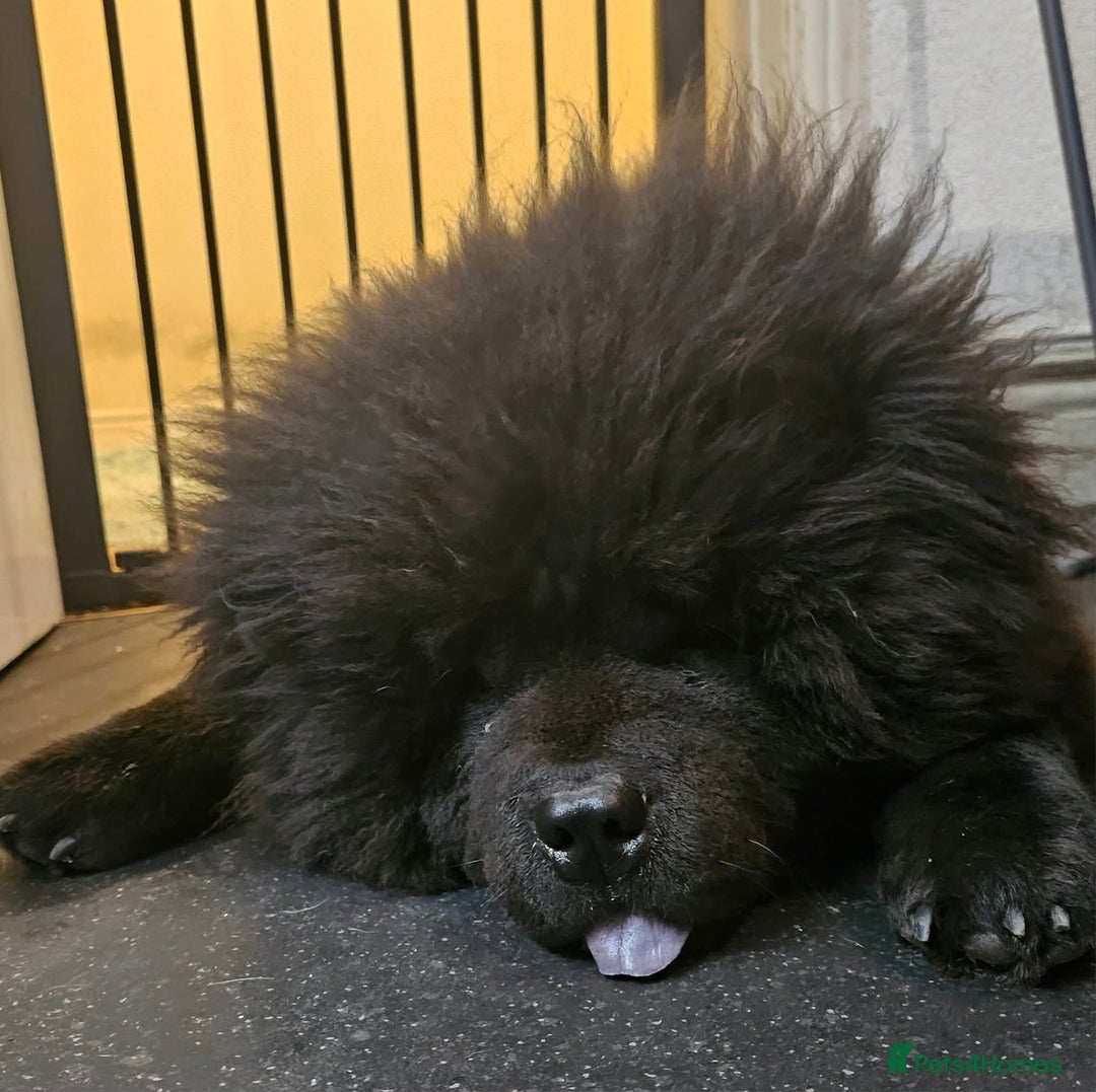 Chow Chow dogs for sale: My big lion  - Image 2