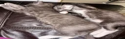 Mixed Breed cats for sale: Kittens  - Advert 11
