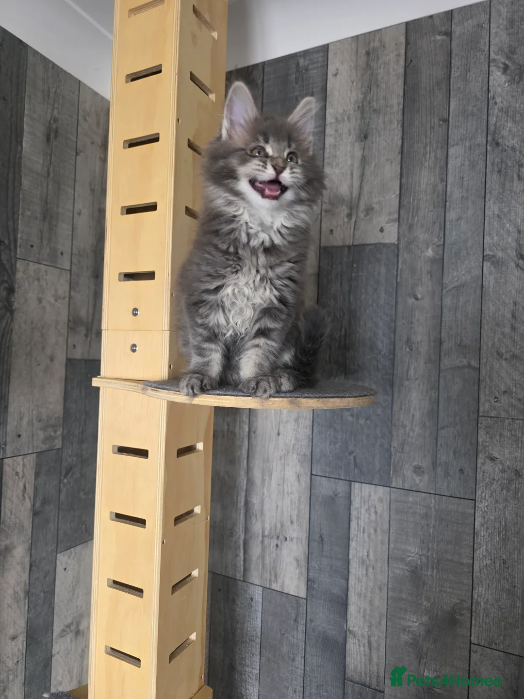 Maine Coon cats for sale: MAINE COON 2 boys left - Advert 35