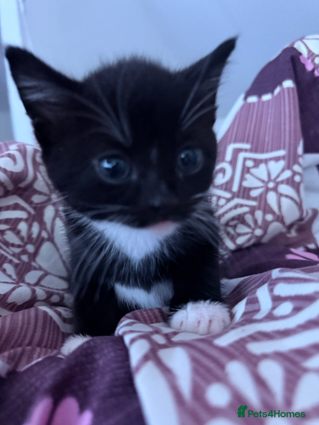 Mixed Breed cats for sale: Two young kittens for sale  - Advert 3