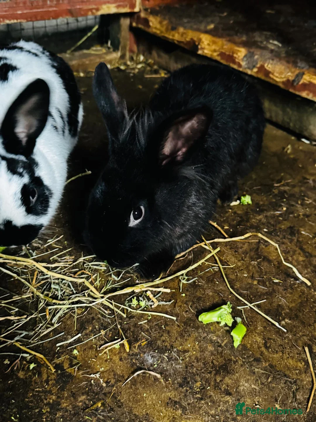 Continental Giant rabbits for sale: Continental Giant Rabbits - Advert 5