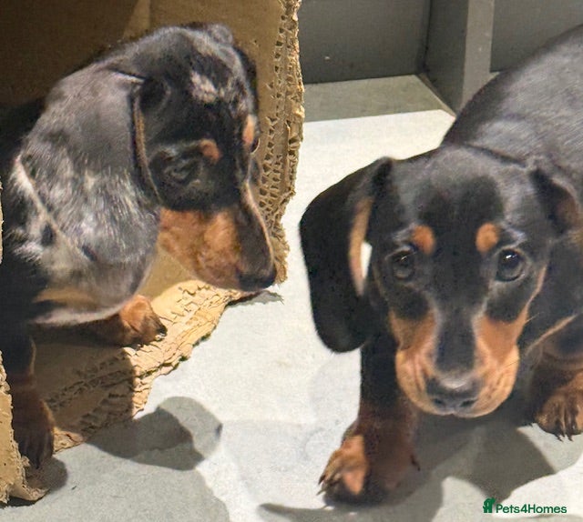 Miniature Dachshund dogs Ruby and Marley pups - Advert 2