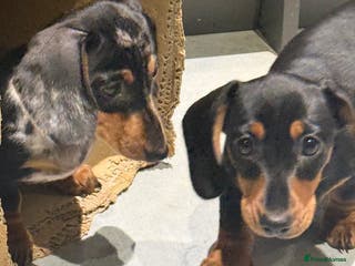 Miniature Dachshund dogs Ruby and Marley pups - Advert 7