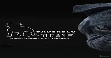 Staffordshire Bull Terrier dogs - Advert 2