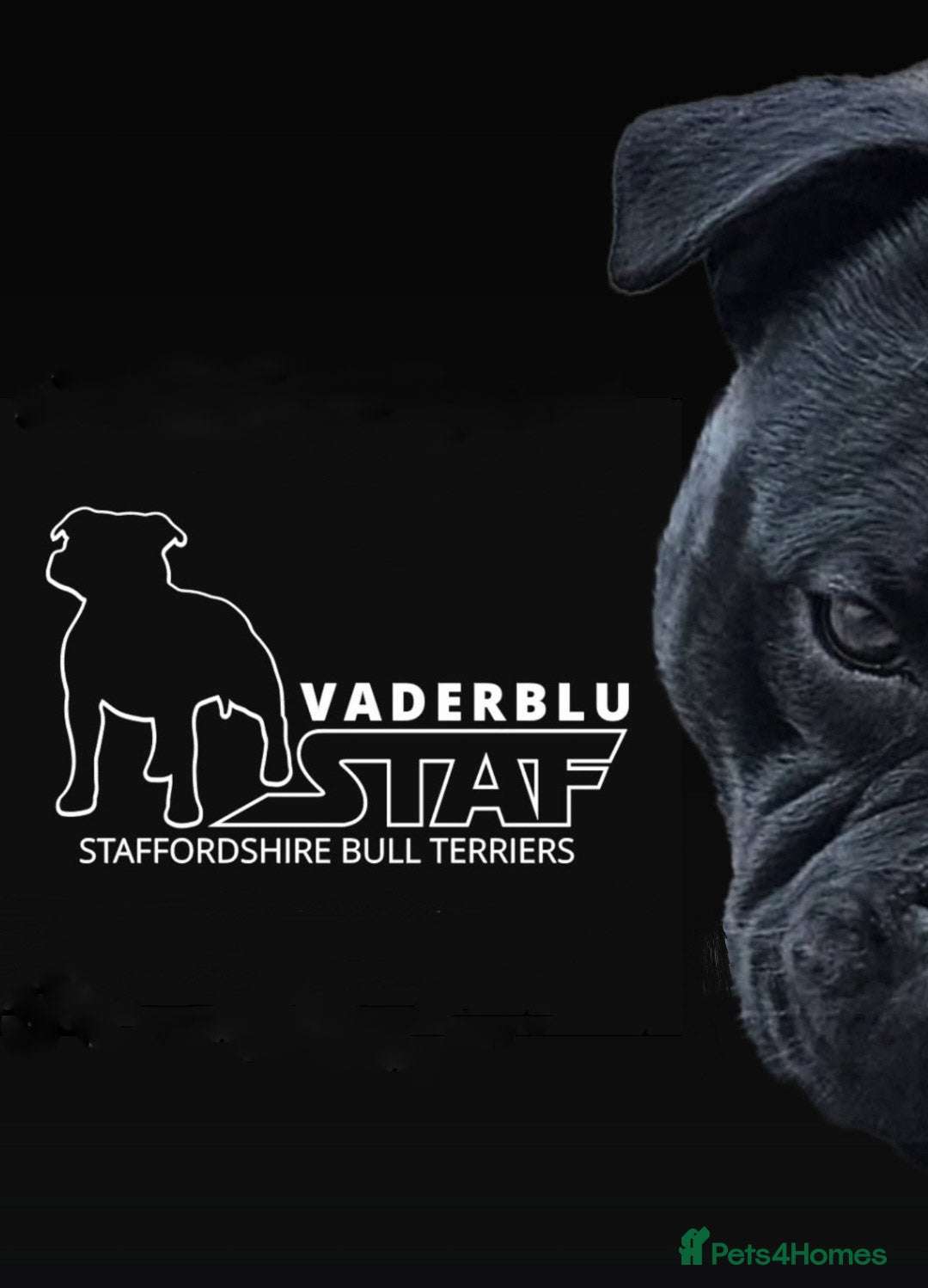 Staffordshire Bull Terrier dogs for stud: The one, the only.....Mr 'T'     (Blue🧬) - Advert 3