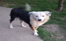 Mixed Breed dogs for adoption: BLUE3 - a lovely boy for a Loving Home - Image 4