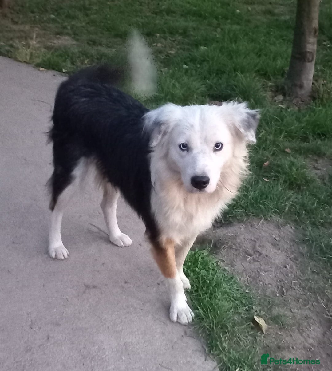 Mixed Breed dogs for adoption: BLUE3 - a lovely boy for a Loving Home - Image 4