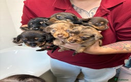 Mixed Breed dogs for sale: Dorkie puppies - Image 7