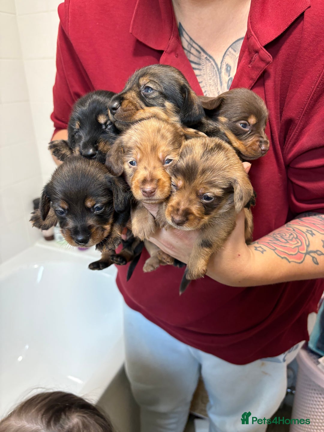 Mixed Breed dogs for sale: Dorkie puppies - Image 7
