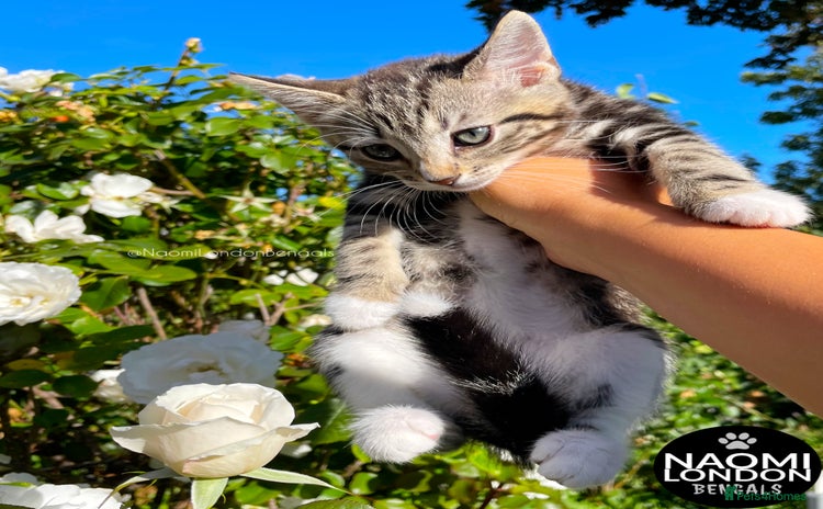 Domestic Shorthair cats - Advert 8