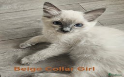 Ragdoll cats for sale: 8 Ragdoll Kittens Ready NOW - Image 6