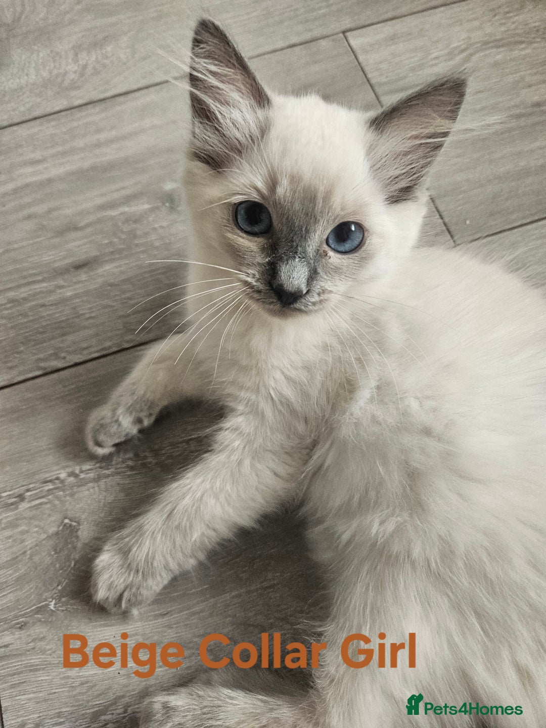 Ragdoll cats for sale: 8 Ragdoll Kittens Ready NOW - Image 6