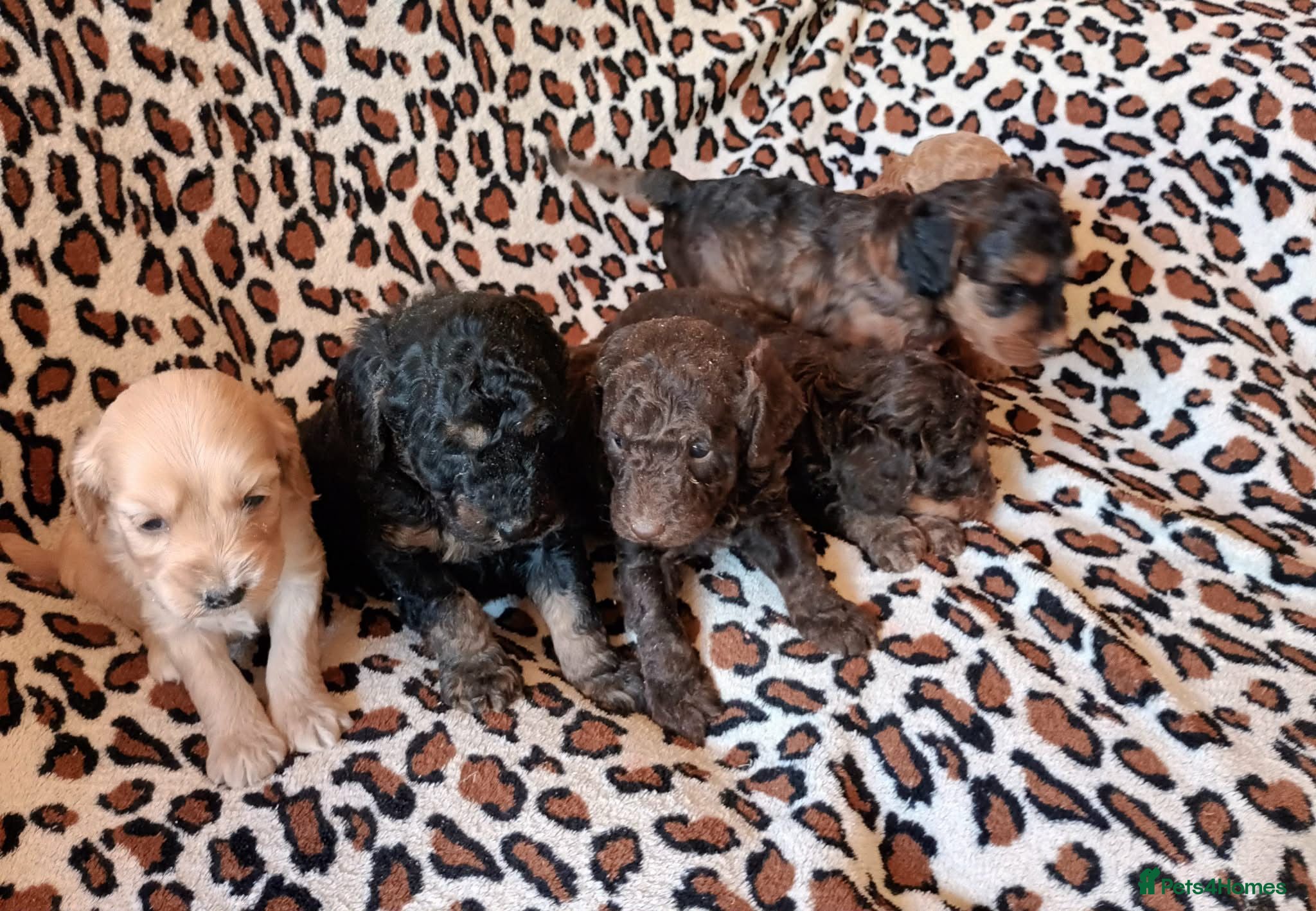 Cockapoo dogs STUNNING F1b COCKAPOO FROM 5* LICENCED BREEDER - Advert 9