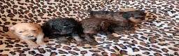 Cockapoo dogs for sale: STUNNING F1b COCKAPOO FROM 5* LICENCED BREEDER - Advert 9