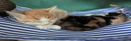 British Shorthair cats for sale: 7 beautiful kittens.  - Advert 5