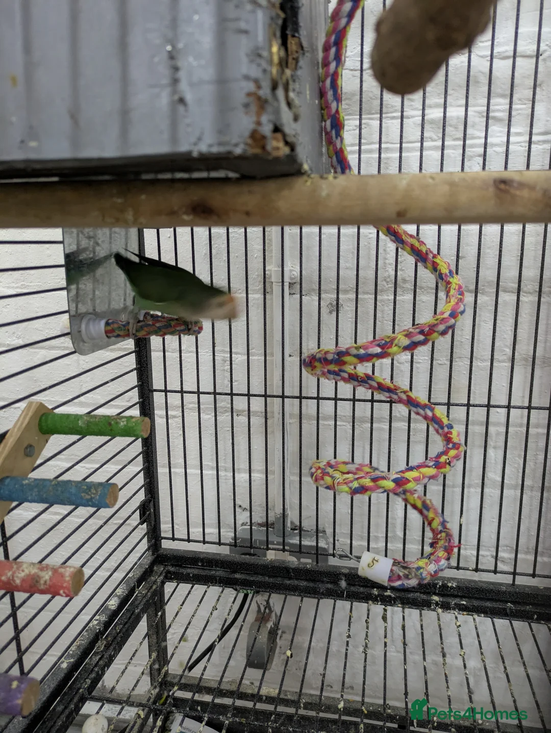 Lovebirds birds for sale: 2 Fischer lovebirds yellow and green  - Advert 2