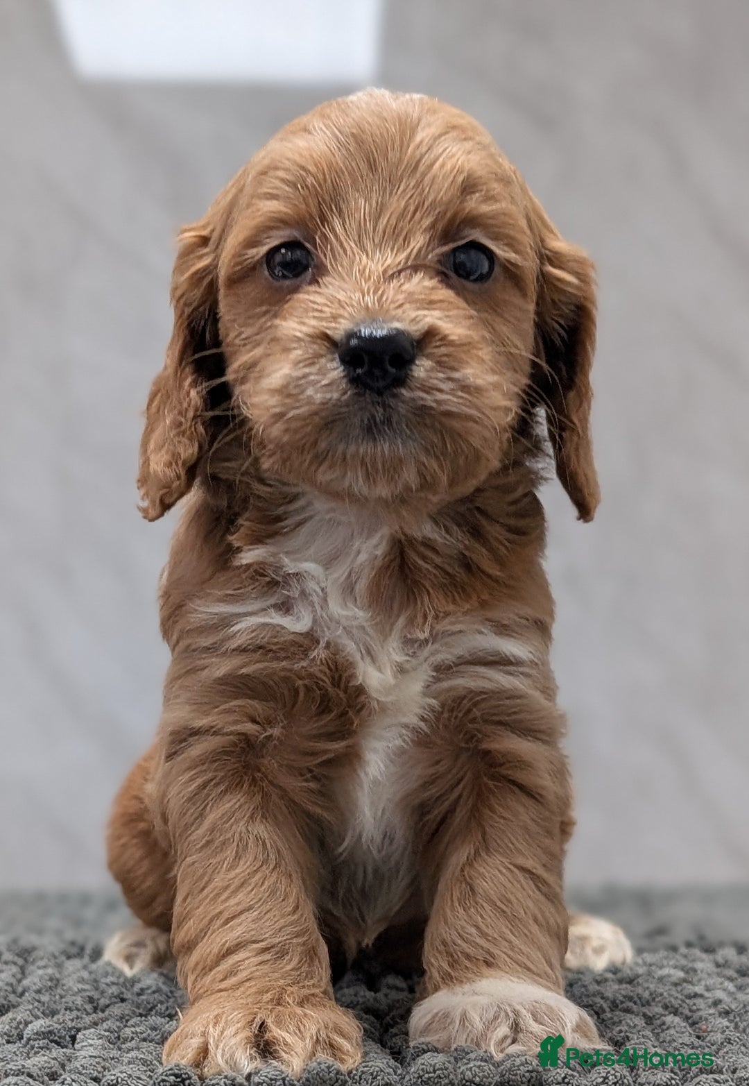 Cockapoo dogs for sale: Licensed breeder, health tested F1 cockapoo pups - Advert 13