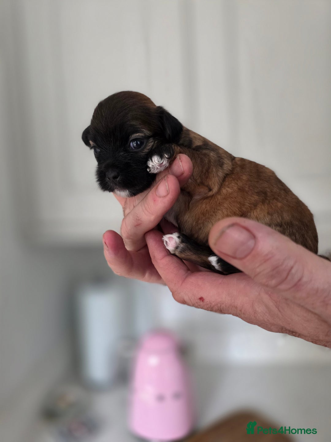 Lhasa Apso dogs for sale: Beautiful Lhasa Apso Puppies - Image 7