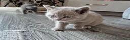 British Shorthair cats for sale: British shorthair kittens  - Advert 11