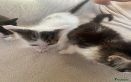 British Shorthair cats for sale: Lovely kittens            - Image 12