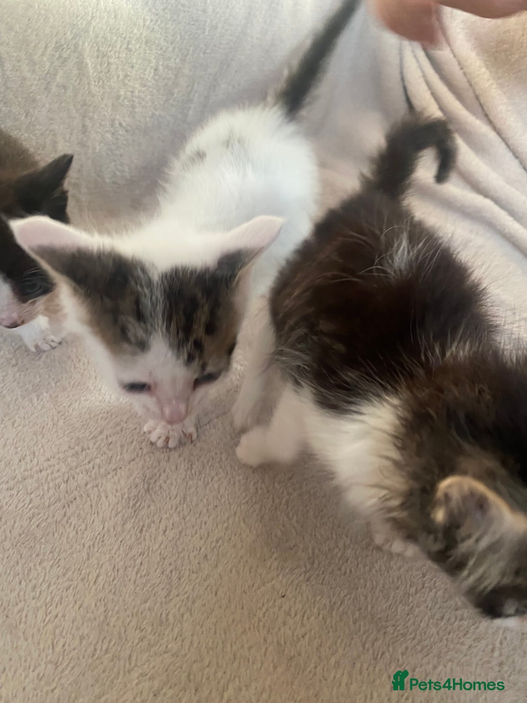 British Shorthair cats for sale: Lovely kittens            - Image 12