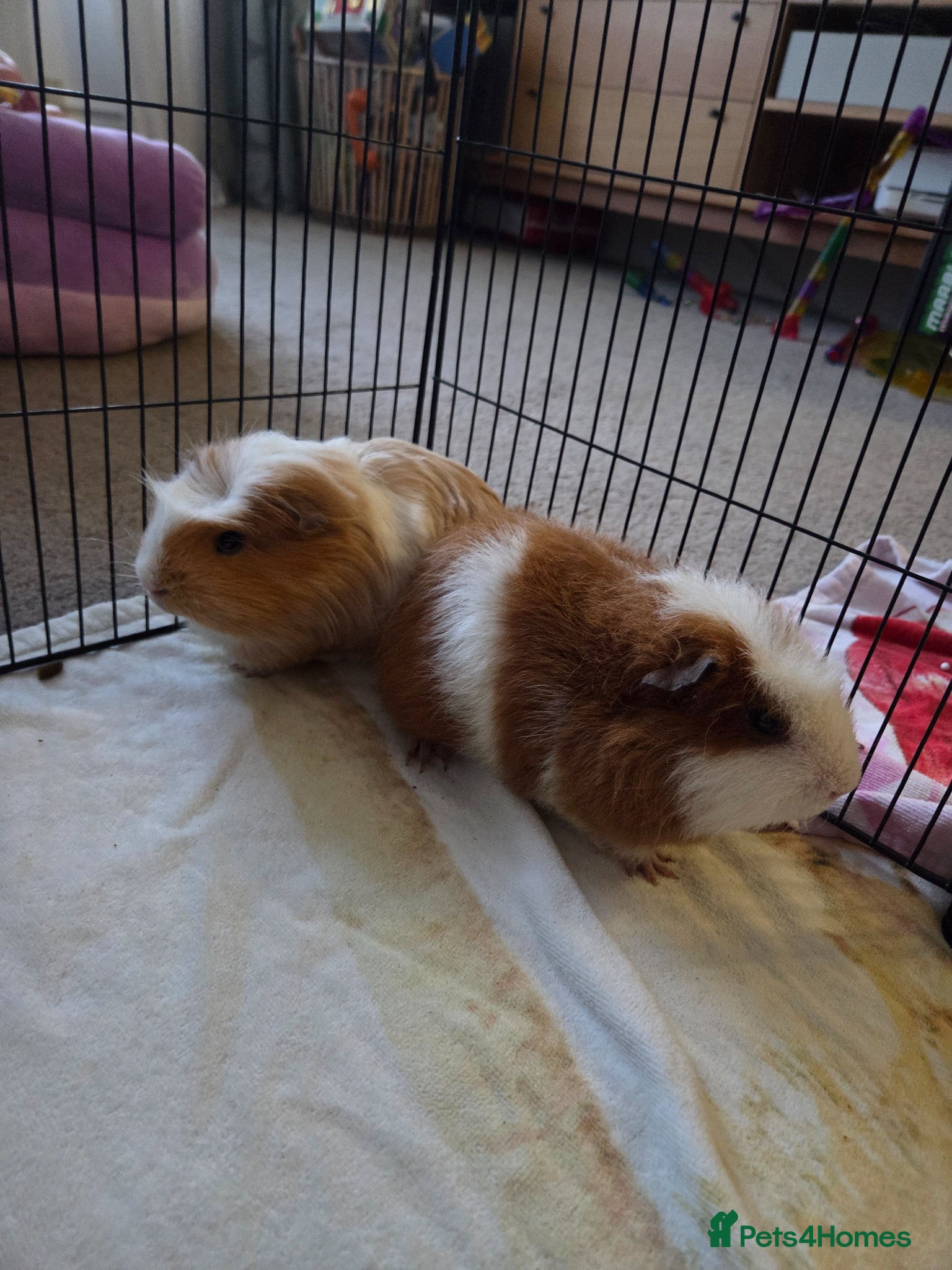 Guinea Pig rodents Male Guinea Pigs 'Sonny' & 'Waffle' - Advert 2