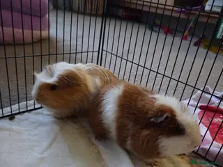 Guinea Pig rodents Male Guinea Pigs 'Sonny' & 'Waffle' - Advert 2