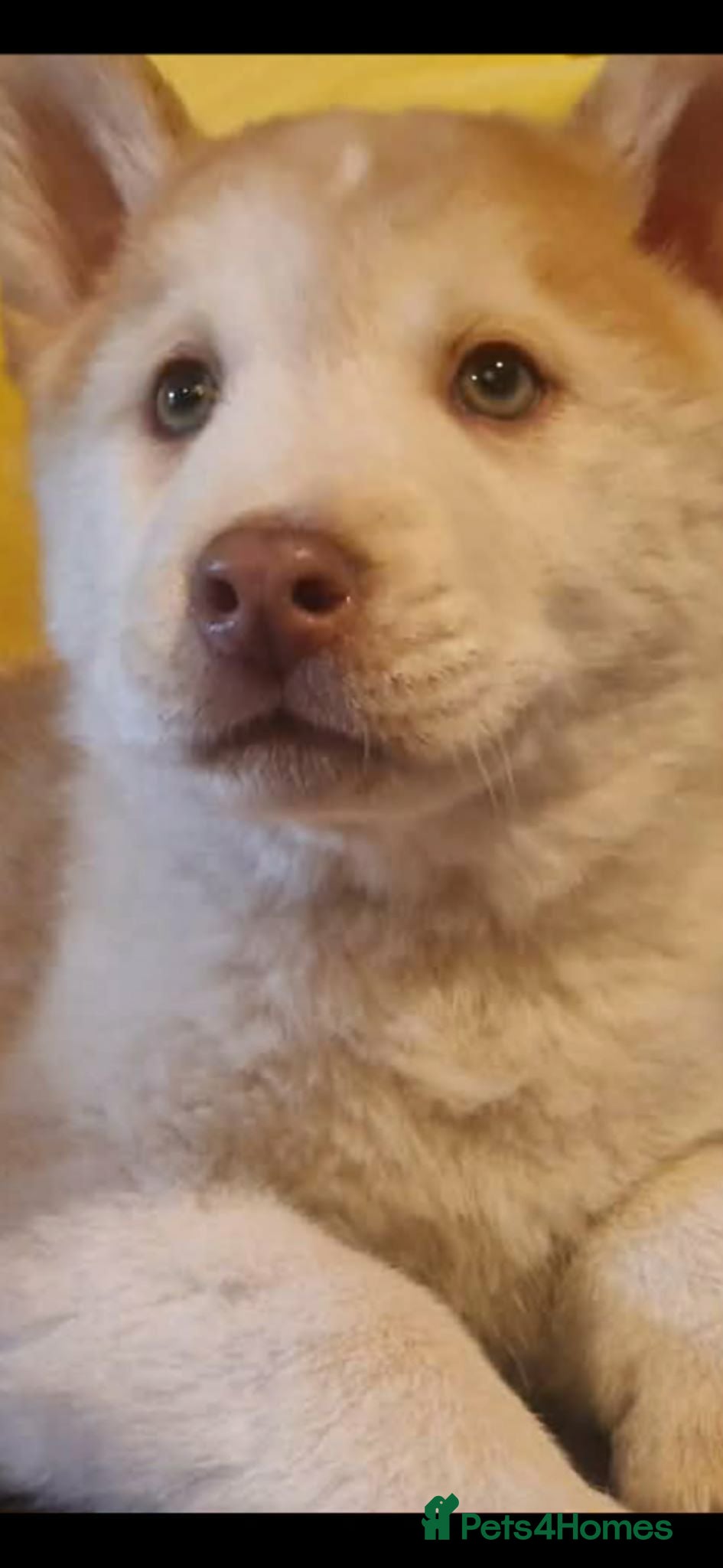 Chow Chow dogs Beautiful chowski puppies - Advert 2