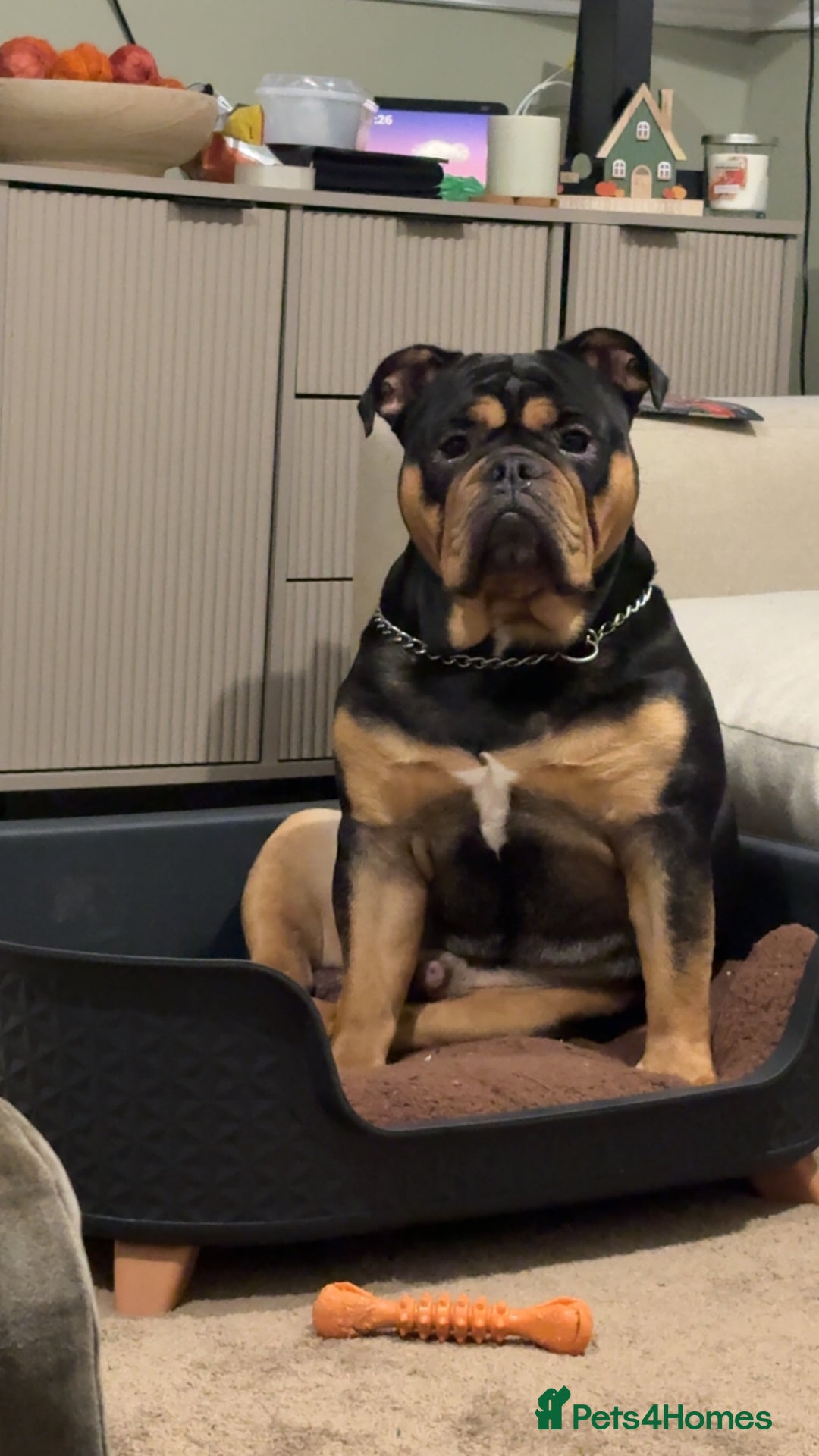 Olde English Bulldogge dogs for sale: Benny the old English bulldog - Advert 2